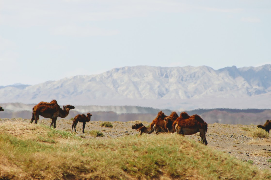 Gobi Desert of Mongolia