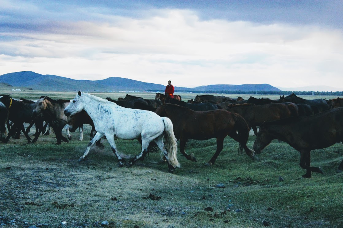 Mongolian horses, Mongolian nomadic horseman, horse riding Mongolia