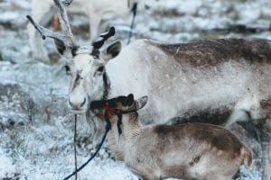 Horse-trails-mongolia-tours-mongolia-treval-mongolia-treks-mongolia-riding-mongolia-Northern-Reindeer-river-horse-trekking-horse-mongolia-horses-landscape-trekking