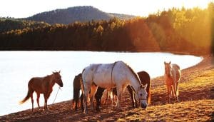 Khagiin-khar-lake-horse-trekking-travel-khan-khentii-mountains-terelj-national-park-central-mongolia-group-horse-trek