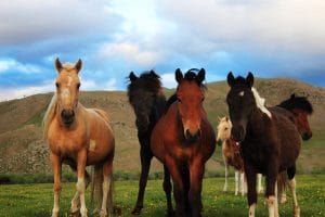 horse-trails-mongolia-horse-culture-blog-picture-archery-mongolian-man-history-army-stallion-blog-3