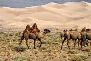 horse-trails-mongolia-horse-culture-blog-picture-archery-mongolian-man-history-army-stallion-blog-4