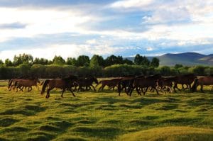 trekking-mongolia-group-horse-trekking-terelj-nationap-park-mongolia-horse-trails-mongolia-horses