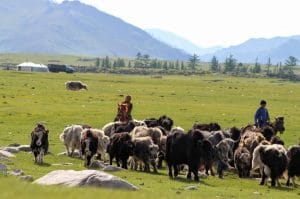 trekking-mongolia-group-horse-trekking-terelj-nationap-park-mongolia-horse-trails-mongolia-nomadic-family-orhon-valley-river-mongolia-yak-mongolian-nomadic-family-visit-childern