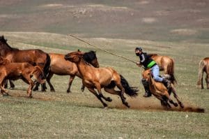 trekking-mongolia-group-horse-trekking-terelj-nationap-park-mongolia-horse-trails-mongolia-steppe-trails-ride-mongolia-new-airport-tov-province