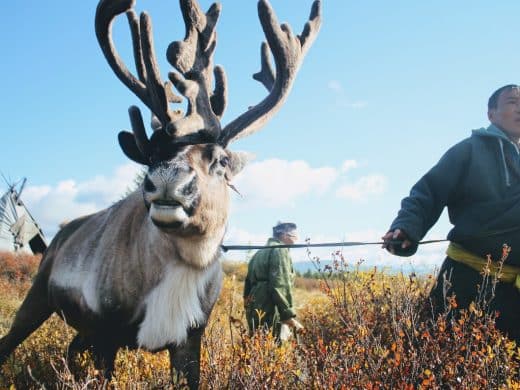 Horse trekking in northern Mongolia Horse-trails-mongolia-tours-mongolia-treval-mongolia-treks-mongolia-riding-mongolia-Arkhangai-tamir-river-horse-trekking-Northern-horse-reindeer-tsaatan-dukhka-people