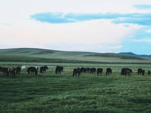 Horse-trails-mongolia-tours-mongolia-treval-mongolia-treks-mongolia-riding-mongolia-Arkhangai-tamir-river-horse-trekking-horse-mongolia-Stepp-terelj-landscape-trekking-