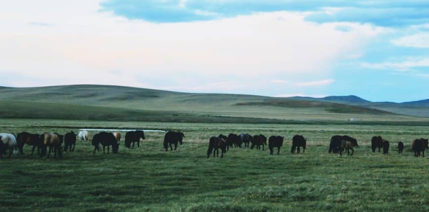 Horse-trails-mongolia-tours-mongolia-treval-mongolia-treks-mongolia-riding-mongolia-Arkhangai-tamir-river-horse-trekking-horse-mongolia-Stepp-terelj-landscape-trekking-