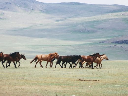 Horse-trails-mongolia-tours-mongolia-treval-mongolia-treks-mongolia-riding-mongolia-Arkhangai-tamir-river-horse-trekking-horse-mongolia-horses-landscape-trekking