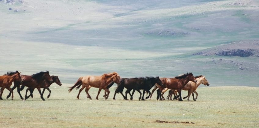 Horse-trails-mongolia-tours-mongolia-treval-mongolia-treks-mongolia-riding-mongolia-Arkhangai-tamir-river-horse-trekking-horse-mongolia-horses-landscape-trekking
