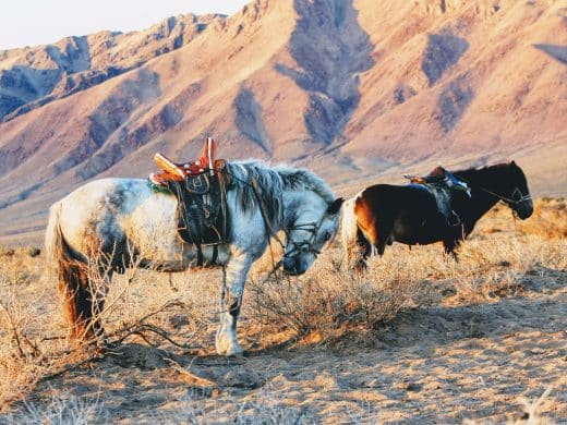 horse-trails-mongolia-horse-culture-blog-picture-archery-mongolian-man-history-army-stallion-blog-treks-northern-mongolia-tours-mongolia-trips-travel-tourism-13