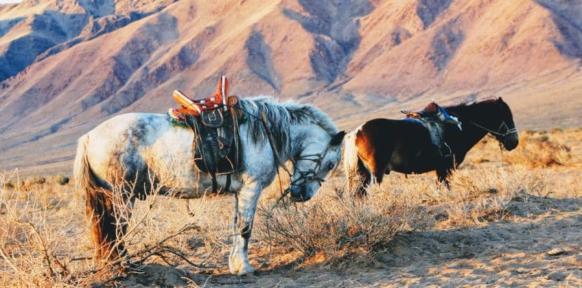 horse-trails-mongolia-horse-culture-blog-picture-archery-mongolian-man-history-army-stallion-blog-treks-northern-mongolia-tours-mongolia-trips-travel-tourism-13 horse-trails-mongolia-horse-culture-blog-picture-archery-mongolian-man-history-army-stallion-blog-treks-northern-mongolia-tours-mongolia-trips-travel-tourism-13